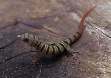 Sphaerodactylus elegans elegans