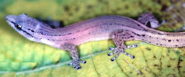 Sphaerodactylus molei