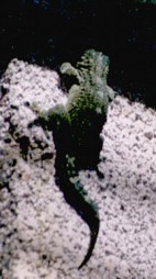 Tarentola delalandii