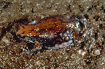 thumbnail view of psemajor.gif