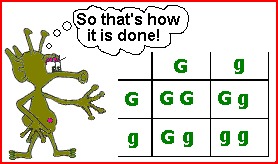 Punnett square showing final genotypes