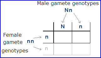 backcross punnett square