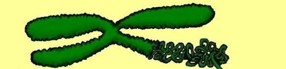 Chromosome