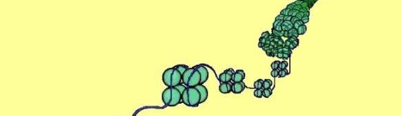 histones