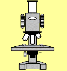 viewing a slide