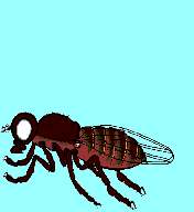 An ebony body Drosophila also expresses indignation at his mutations