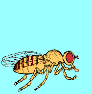 A wild-type Drosophila is amazed at some mutant fruit flies
