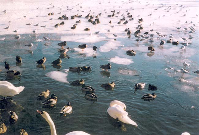 Wasserv&ouml;gel im Wasserpark