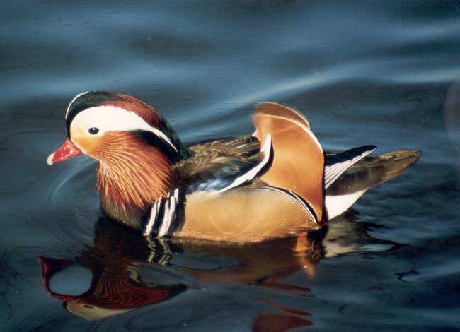 Mandarin-Ente