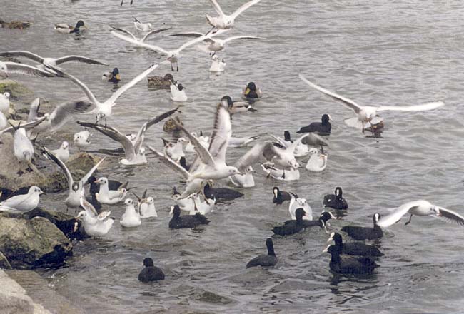 Wasserv&ouml;gel im Wasserpark