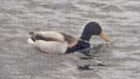 Stockente
