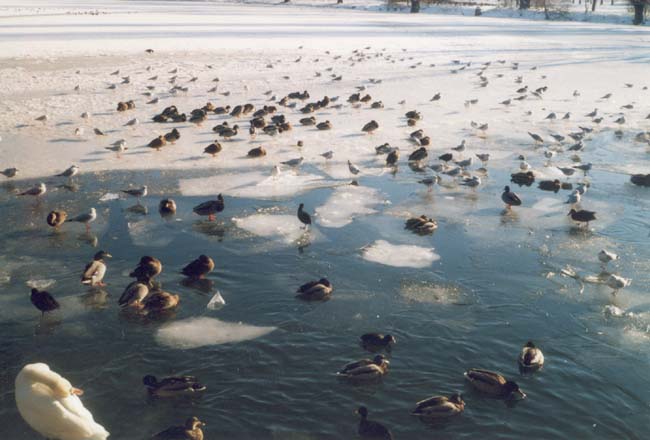 Wasserv&ouml;gel im Wasserpark