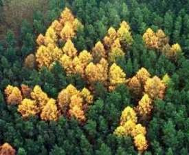 [Der schröckliche Naziwald von Zernikow vor seiner Abholzung anno 1992]