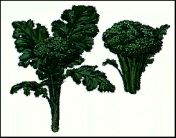 Broccoli