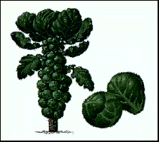 Brussel Sprout