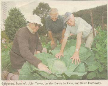 Cabbage Harrassment