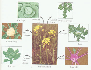 Cabbage Evolution