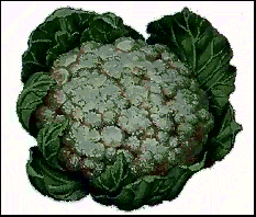 Cauliflower