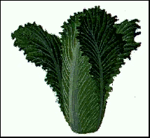 Chinese Cabbage