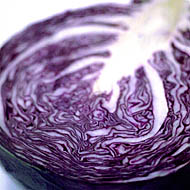 Purple Cabbage