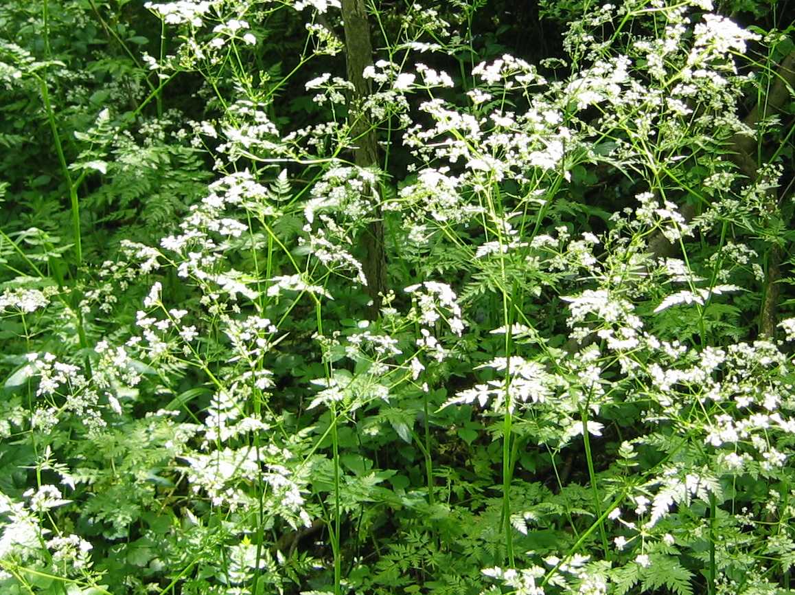 Cow Parsley
