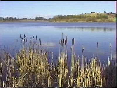 Spring View of Lake with bullrushes