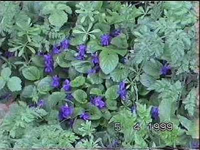 Violets