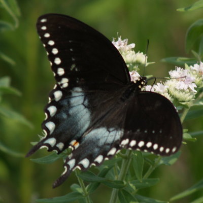 Spicebush Swallowtail