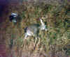 deer2003_1.jpg (84435 bytes)
