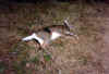 deer2003_2.jpg (49628 bytes)