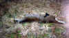deer2003_3.jpg (89251 bytes)