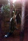 deer2003_4.jpg (80586 bytes)