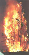 fire02.jpeg (54462 bytes)