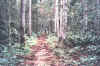 irati4.jpeg (181145 bytes)