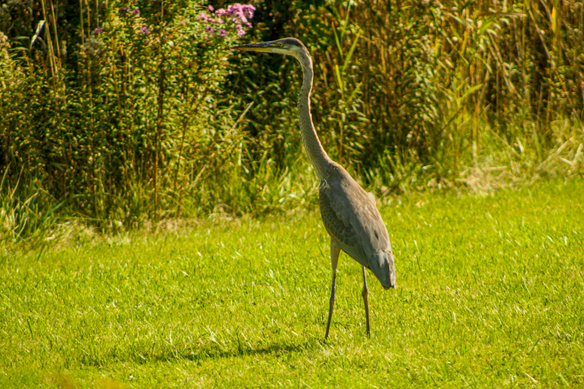 A crane in a field