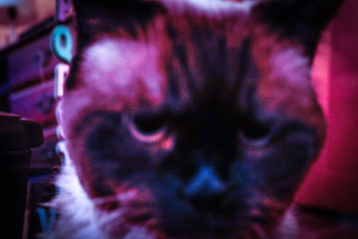 A cat infront of a mirror