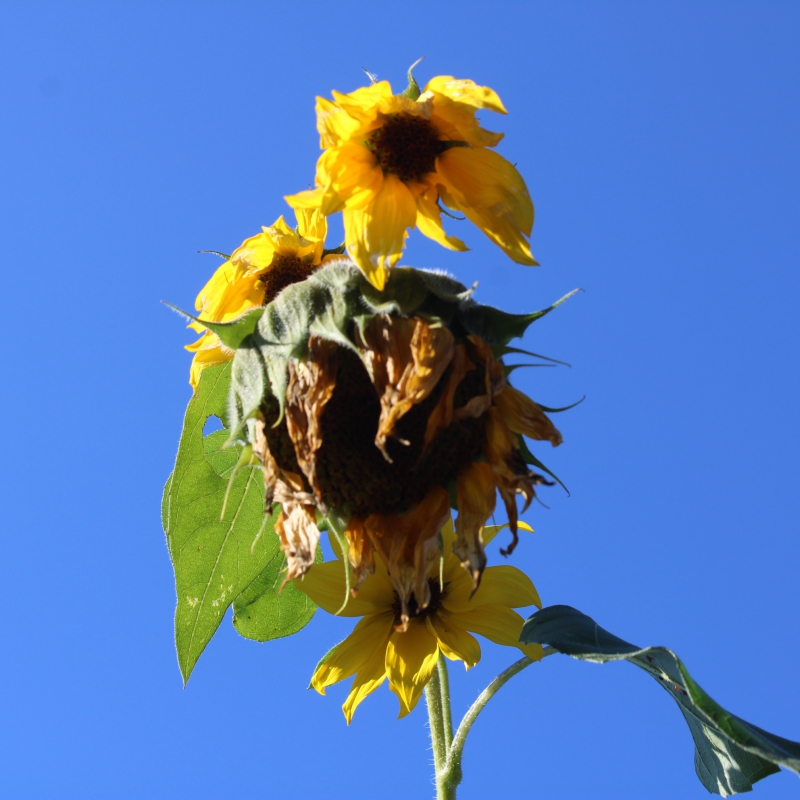 A sunflower from underneath