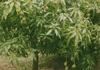 Mango grove