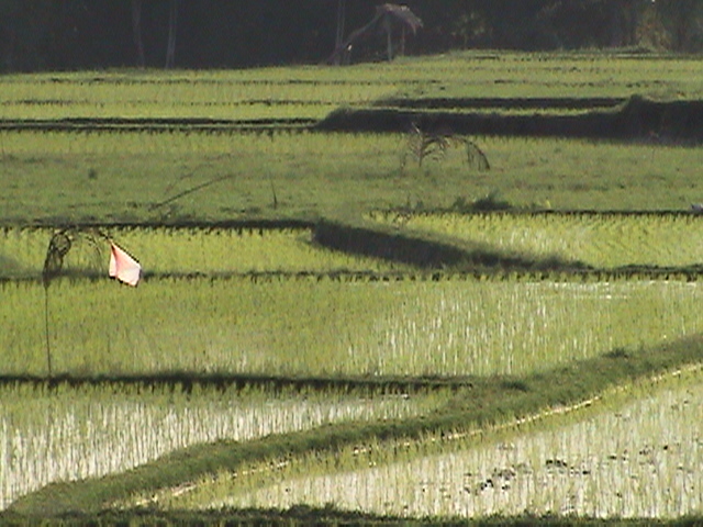 More rice fields