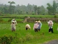 People harvesting rice