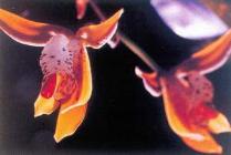 Cymbidium Tigrinum Orchid