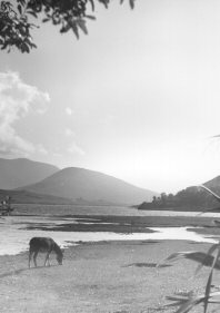 Old West of Ireland photograph of Connemara donkey, Clifden Galway 1960