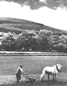 Old Ireland image, Old horse and plough,Irish Photograph 1962