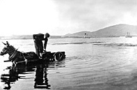 Collecting seaweed in Connemara, Old Ireland photograph