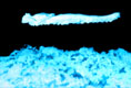 Installation view - cast, synthetic wool, blacklight