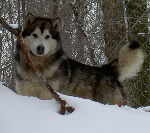 Kotzebue's Kringmerk Alaskan Malamutes
