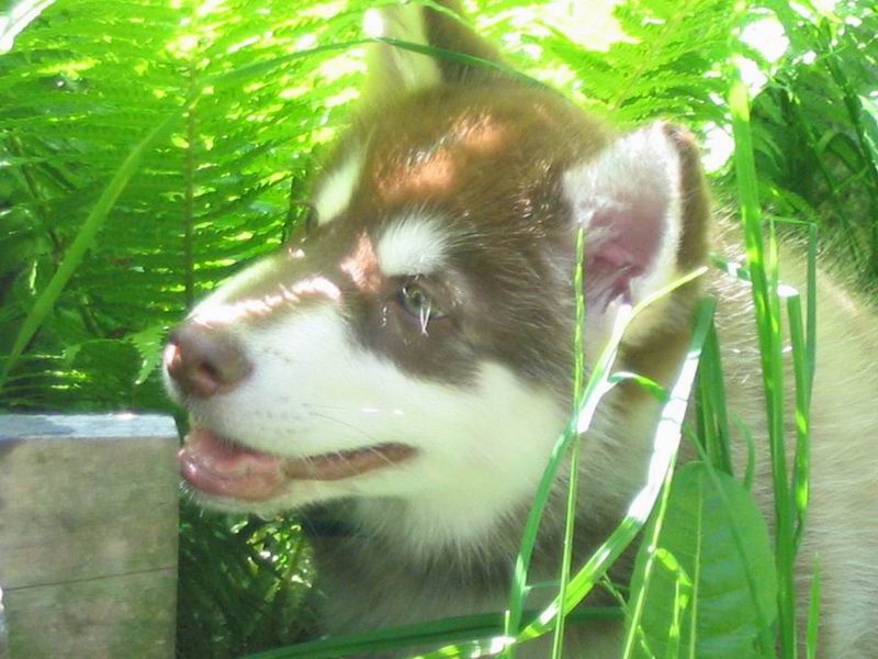 Kotzebue's Kringmerk Alaskan Malamutes