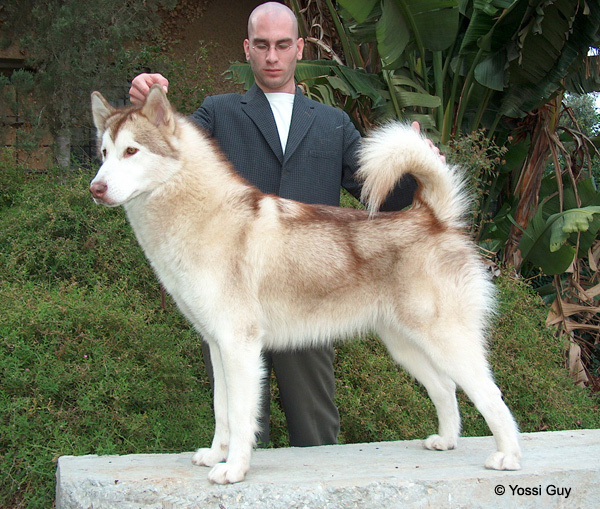 Kotzebue's Kringmerk Alaskan Malamutes