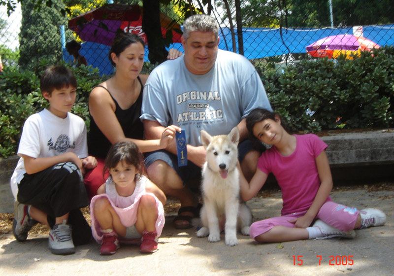 Kotzebue's Kringmerk Alaskan Malamutes