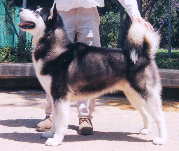 Kotzebue's Kringmerk Alaskan Malamutes